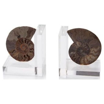 Set of Two Ammonite Bookends