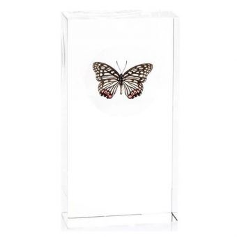 Black, White, and Pink Butterfly Encased in Crystal